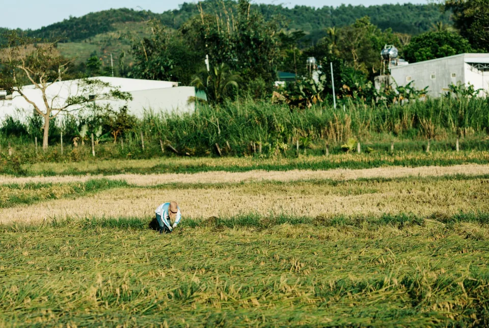 Kho gạo của Trinh Thanh